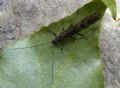 Brachyptera sp.